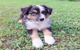 Australian Shepherd dogs for sale: Hardison - Image 7