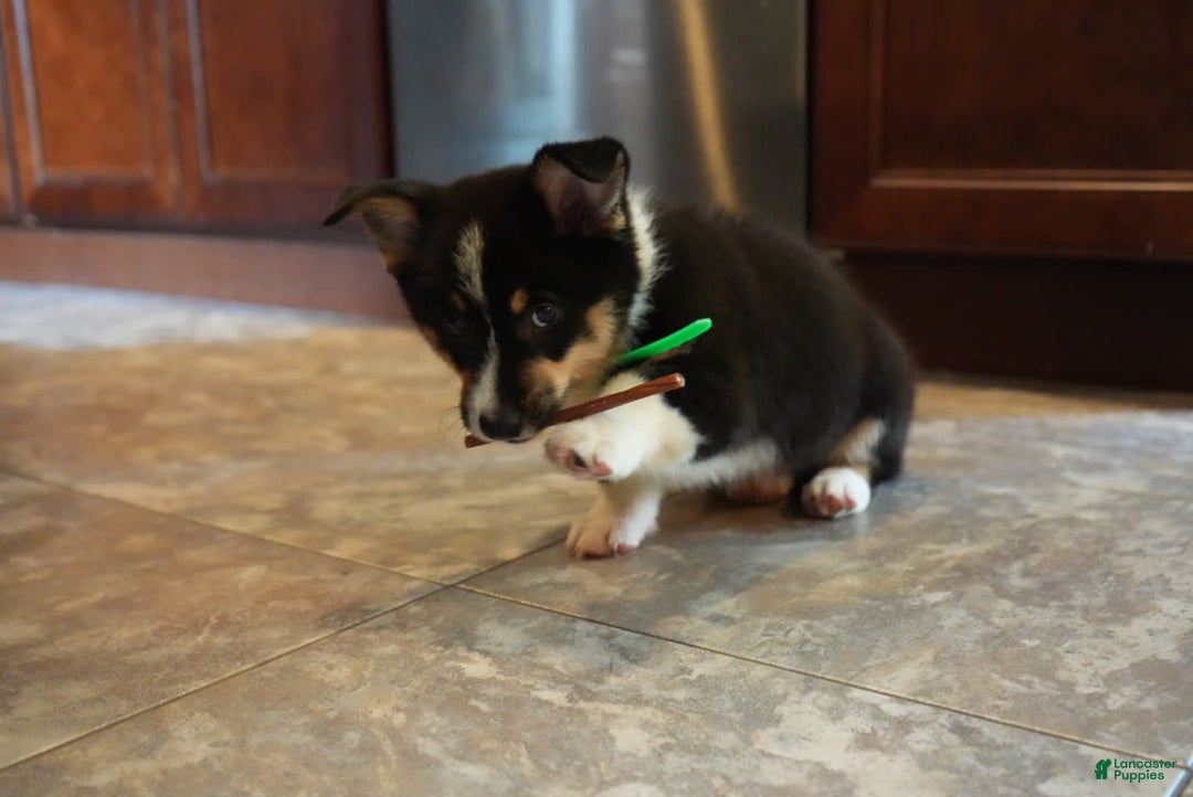 Welsh Corgi Pembroke dogs for sale: Mr Green - Image 4