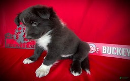Shetland Sheepdog dogs for sale: Bi-black 8 - Image 2
