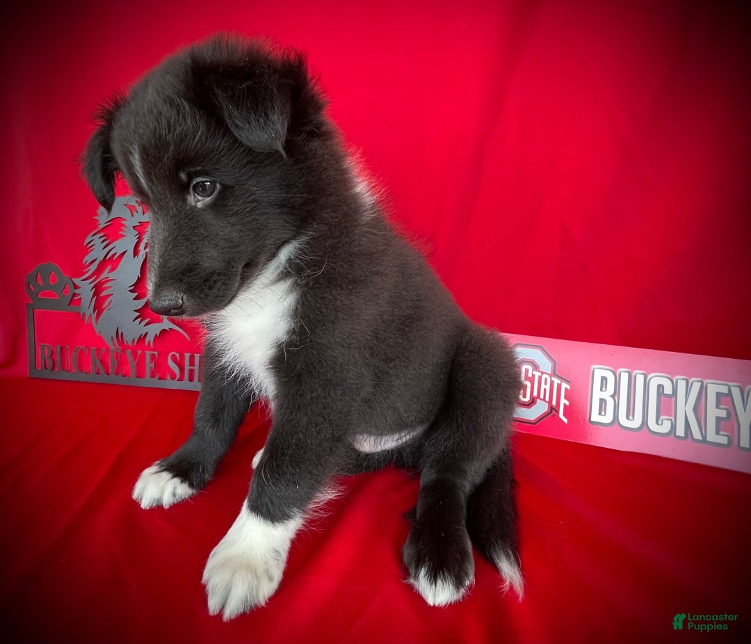Shetland Sheepdog dogs for sale: Bi-black 8 - Image 2
