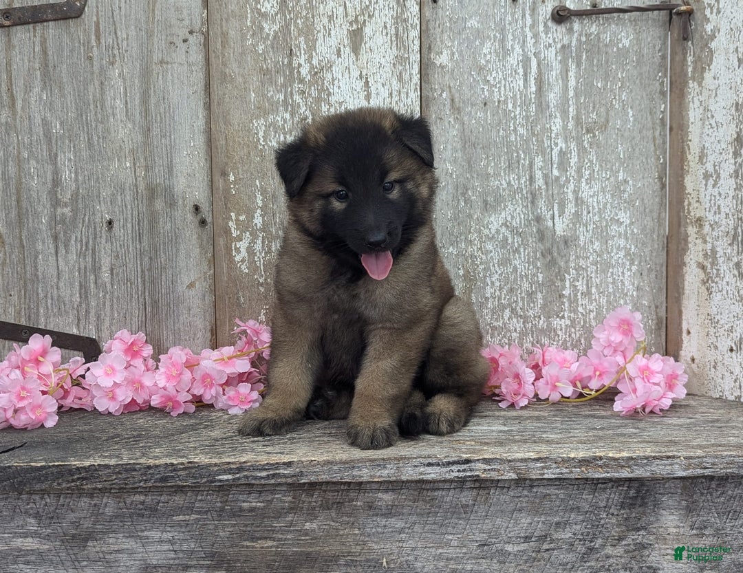 Belgian Tervuren dogs for sale: Lila - Image 6