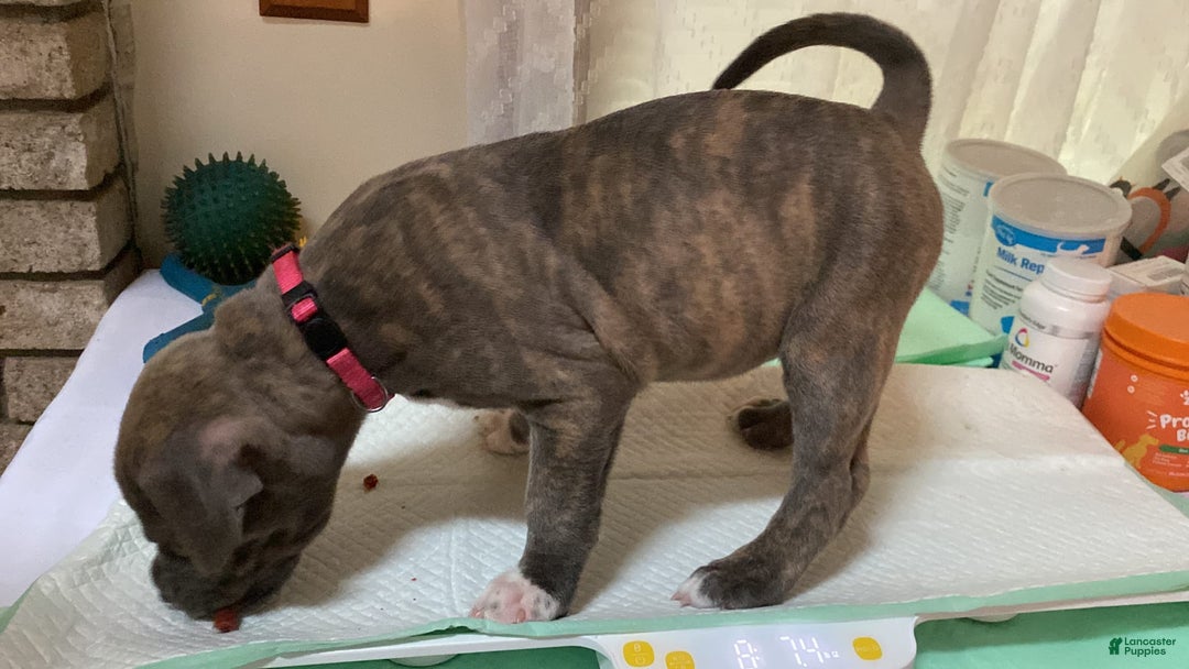 American Bully dogs for sale: Majestic - Image 18