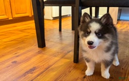 Pomsky dogs for sale: Magneto - Image 3