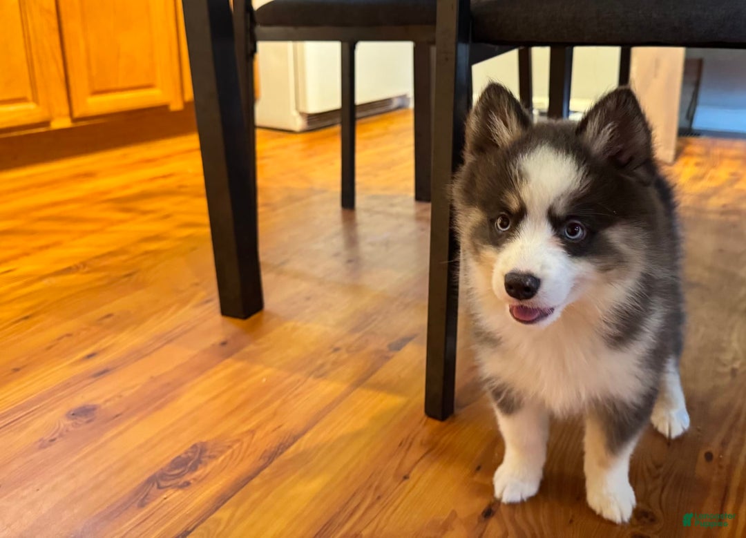 Pomsky dogs for sale: Magneto - Image 3