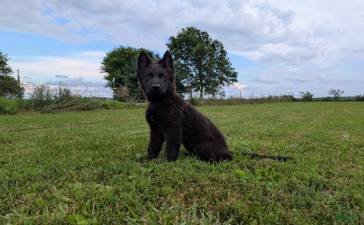 German Shepherd dogs for sale - Ad 2