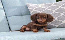 Miniature Dachshund dogs for sale: Coco - Image 2