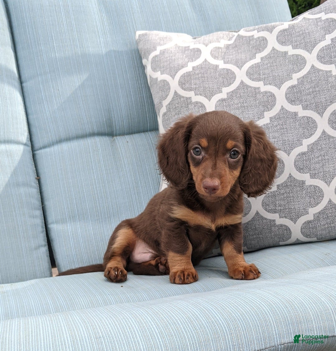 Miniature Dachshund dogs for sale: Coco - Image 2