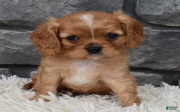 Cavalier King Charles Spaniel dogs for sale: Blaze - Image 7