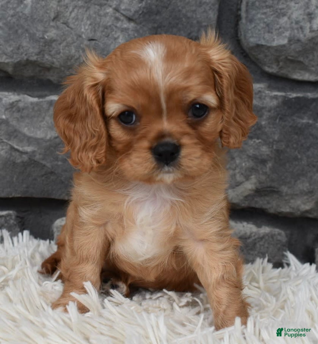 Cavalier King Charles Spaniel dogs for sale: Blaze - Image 7