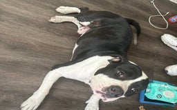 American Bully dogs for sale: Brindle - Image 6