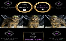 Miniature Poodle dogs for sale: Taki - Image 6