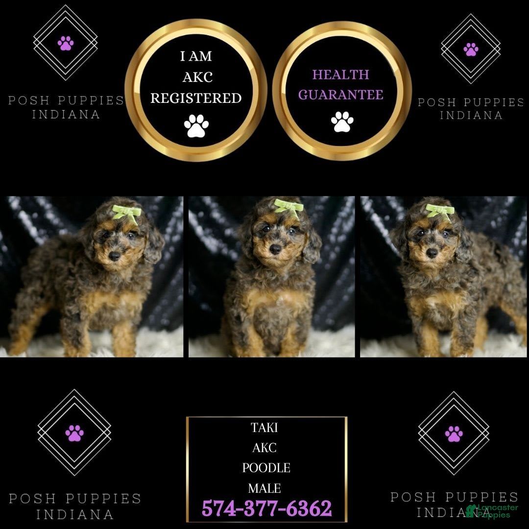 Miniature Poodle dogs for sale: Taki - Image 6