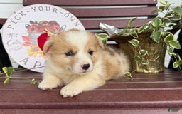 Welsh Corgi Pembroke dogs for sale: Fido - Image 3