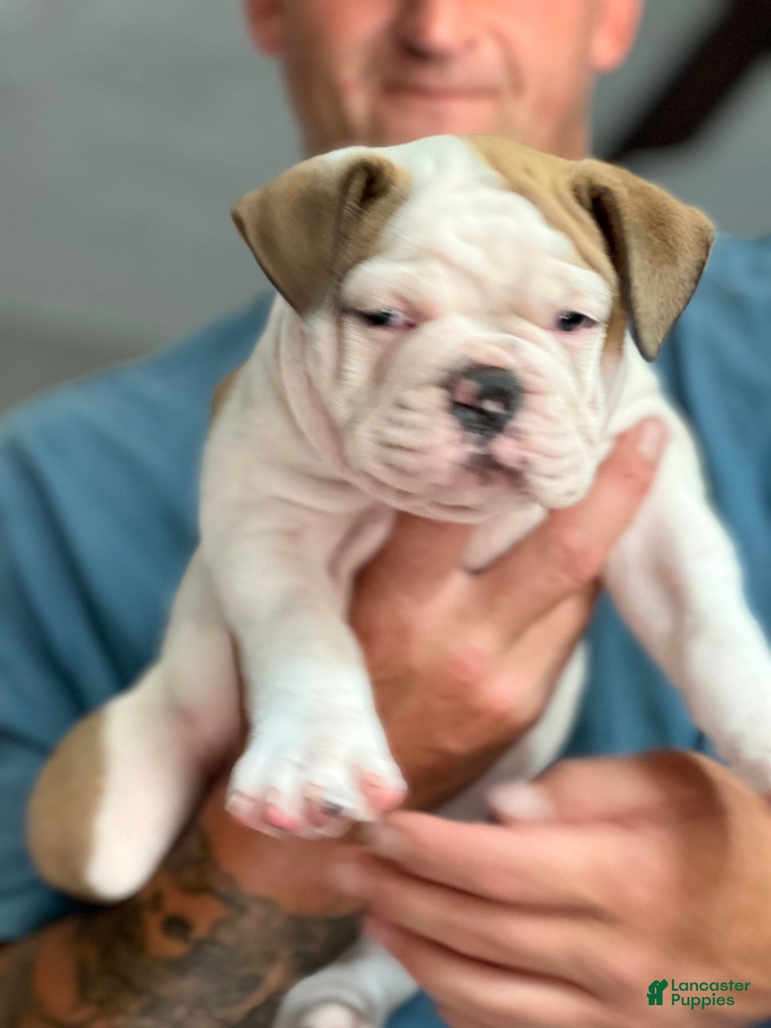 Olde English Bulldogge dogs for sale: Mlo - Image 2