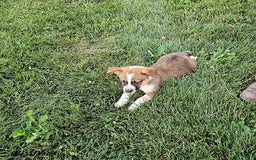 Border Collie dogs for sale: Willie - Image 1