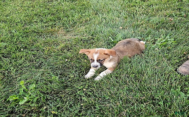 Border Collie dogs for sale - Ad 1
