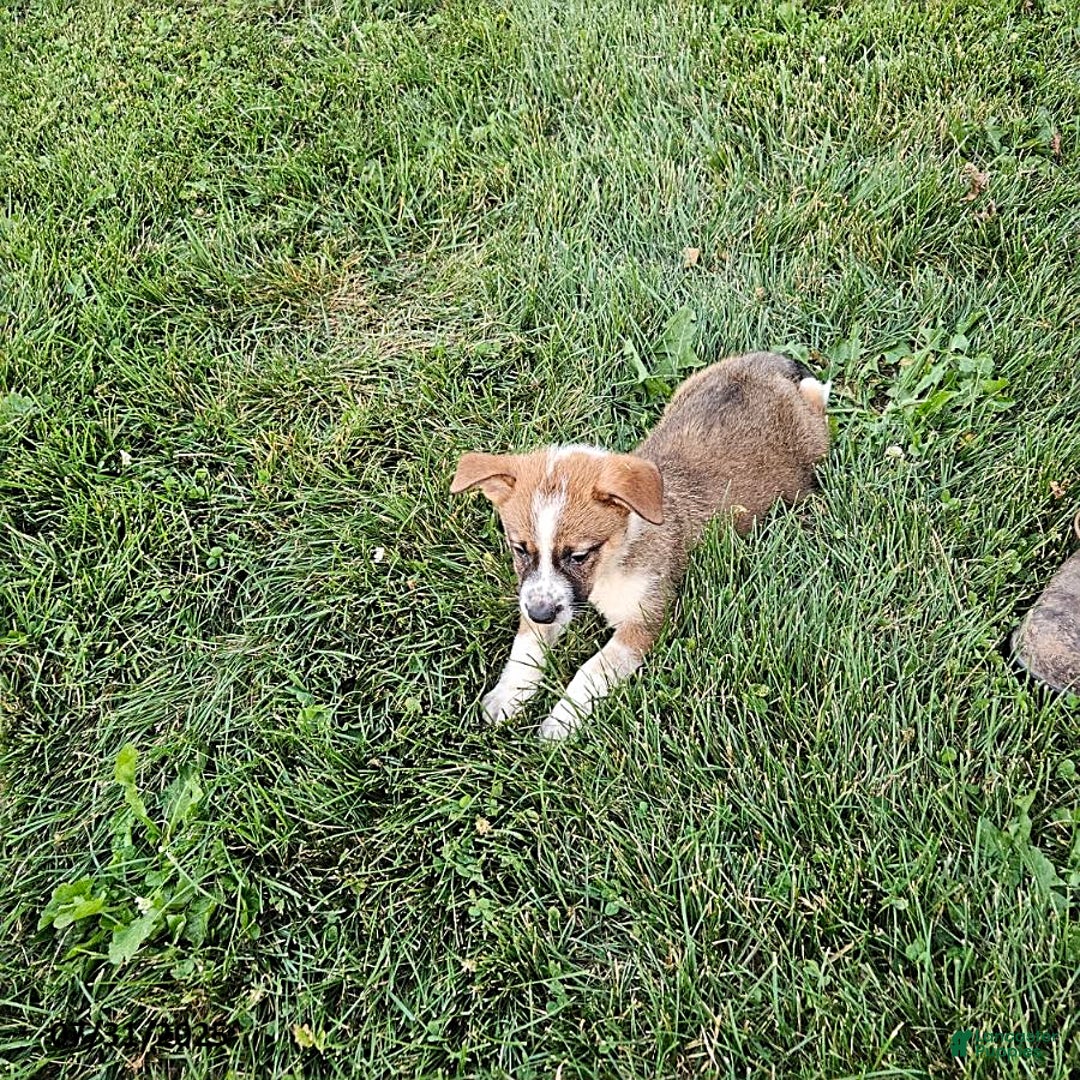 Border Collie dogs for sale: Willie - Image 1