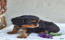 Cavalier King Charles Spaniel dogs for sale: Sparkle - Image 2
