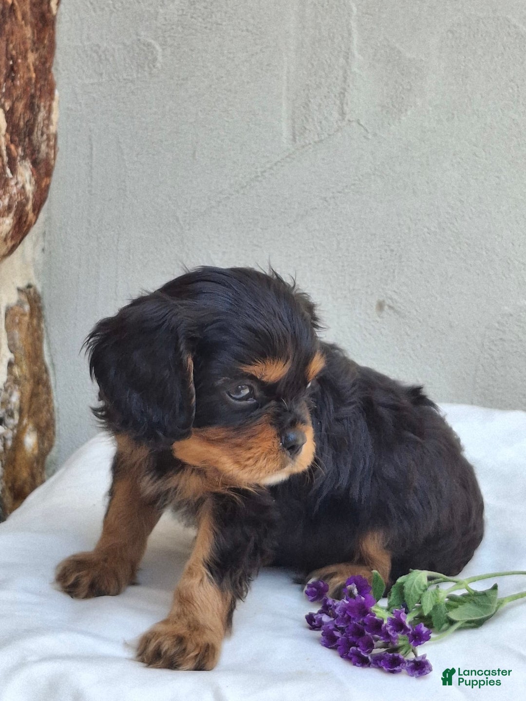 Cavalier King Charles Spaniel dogs for sale: Sparkle - Image 2