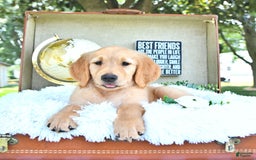 Golden Retriever dogs for sale: Ava - Image 15