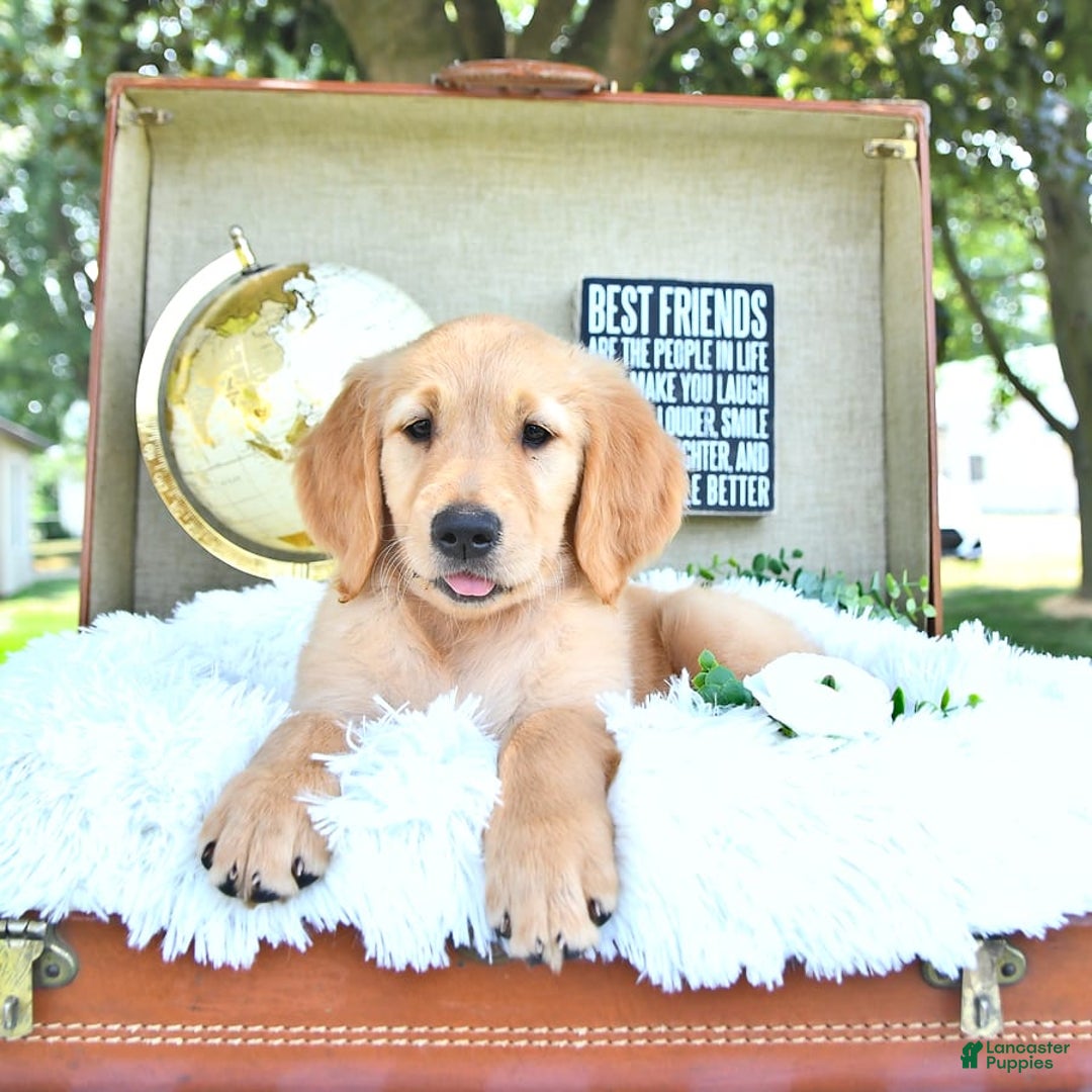 Golden Retriever dogs for sale: Ava - Image 15