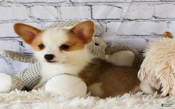 Welsh Corgi Pembroke dogs for sale: Welsh Corgi (Pembroke) 5 puppies - Image 10