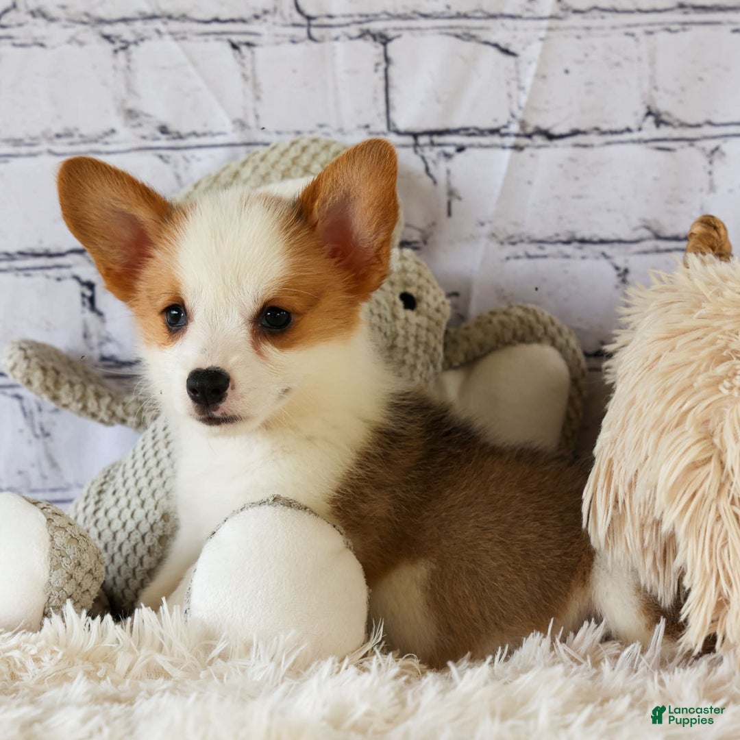 Welsh Corgi Pembroke dogs for sale: Welsh Corgi (Pembroke) 5 puppies - Image 10