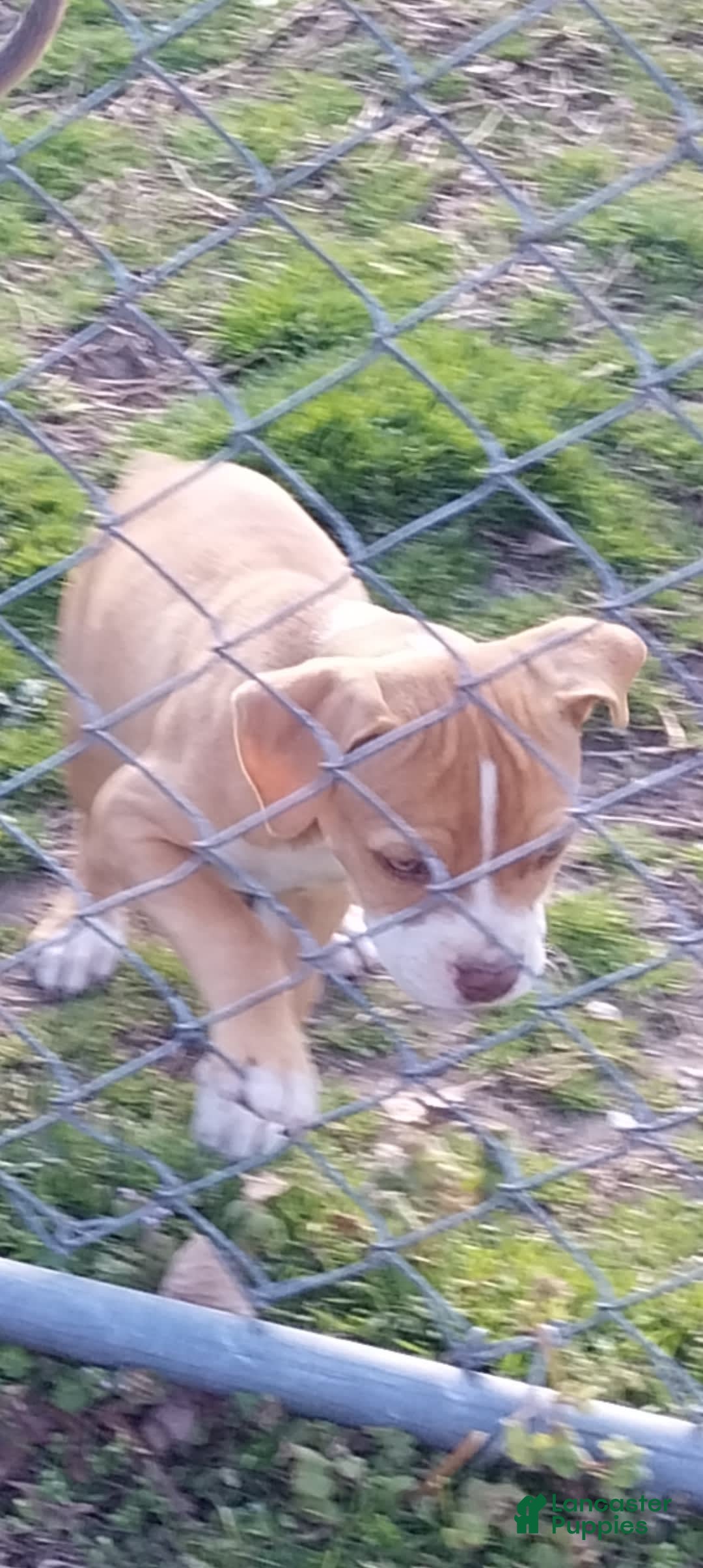 American Pit Bull Terrier dogs for sale: Nyla - Image 1