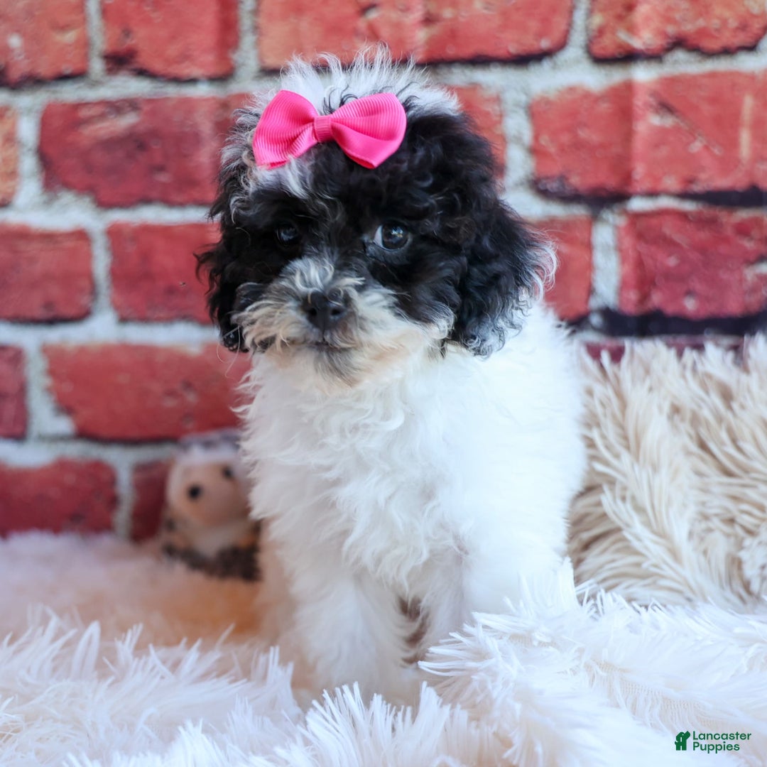 Bichpoo dogs for sale: Baby Doll - Image 16
