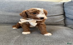 Mini Goldendoodle dogs for sale: Petite Bolt - Image 8