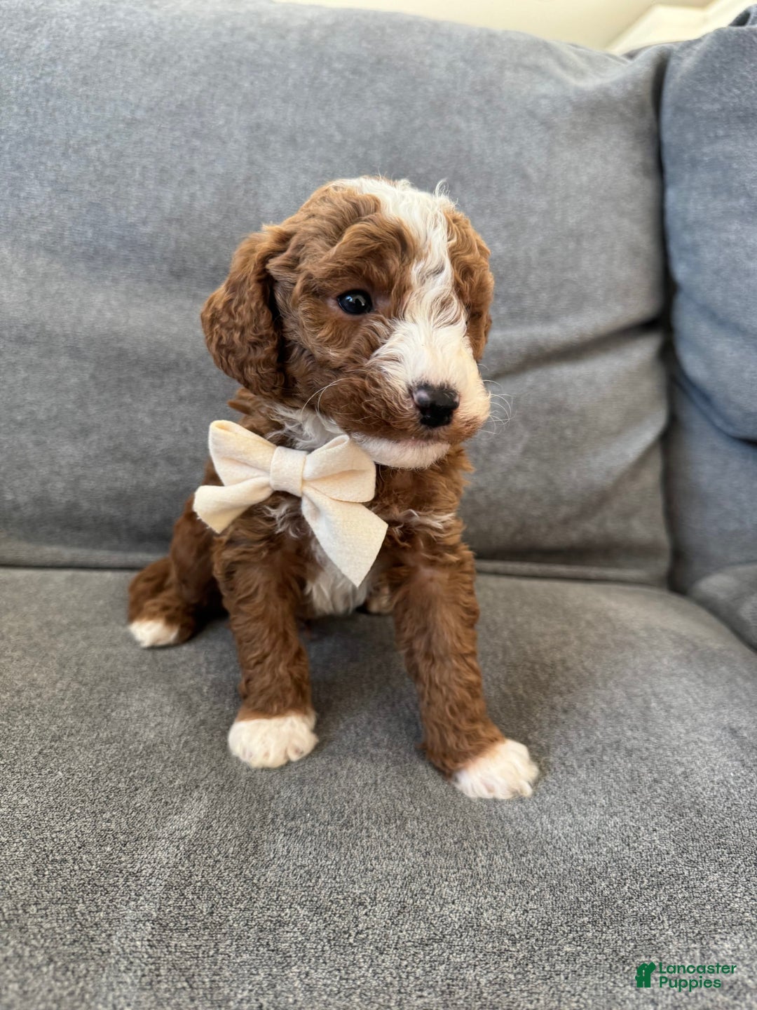 Mini Goldendoodle dogs for sale: Petite Bolt - Image 8