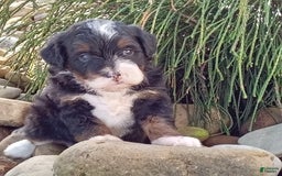 Mini Bernedoodle dogs for sale: Oakley - Image 15
