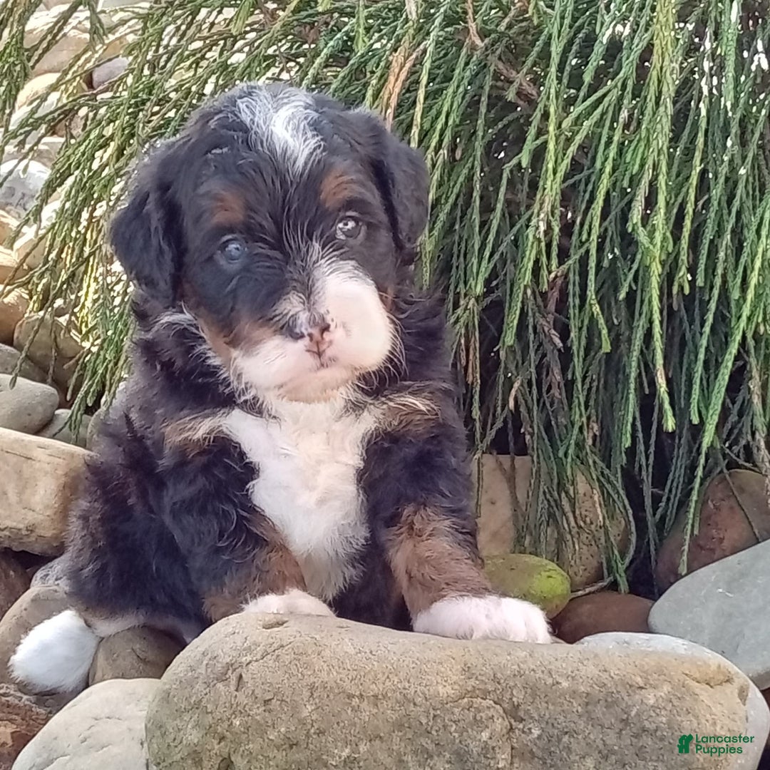 Mini Bernedoodle dogs for sale: Oakley - Image 15
