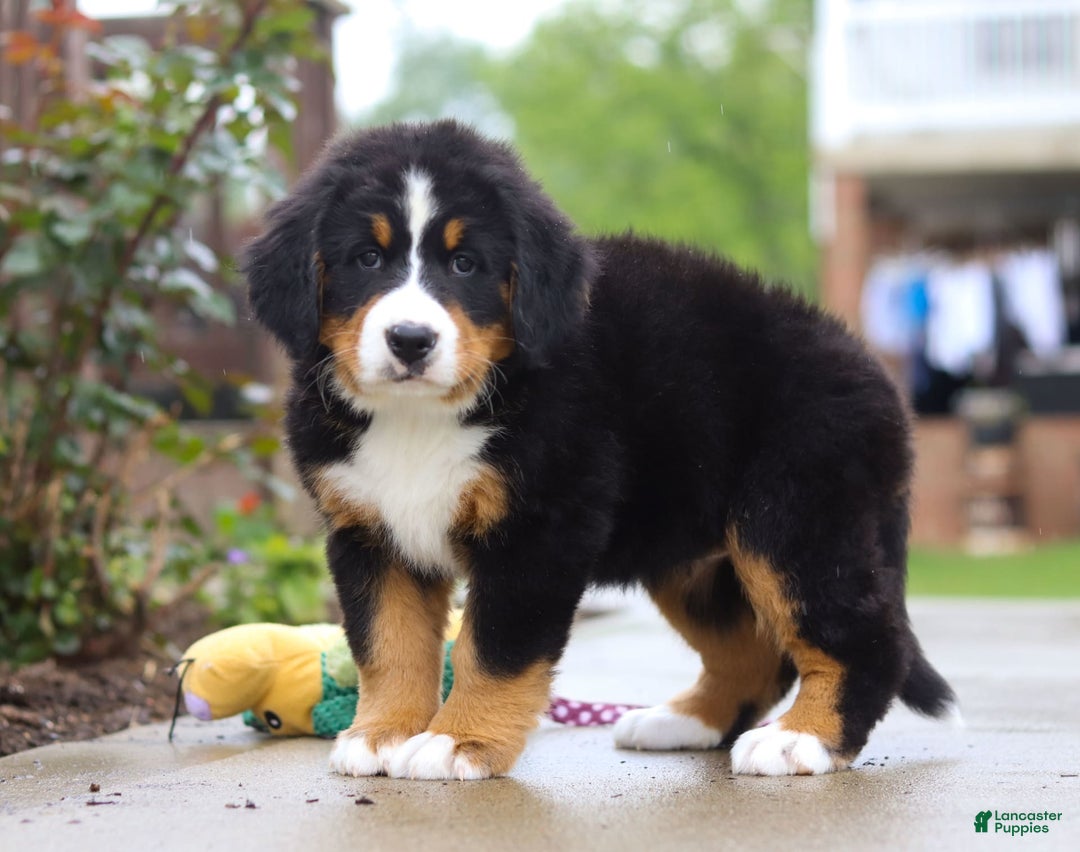 Bernese Mountain Dog dogs for sale: Katy - Image 1