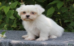 Shihpoo dogs for sale: Diamond - Image 4