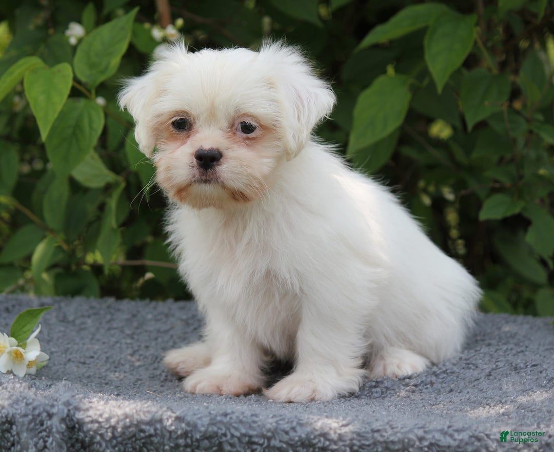 Shihpoo dogs for sale: Diamond - Image 4
