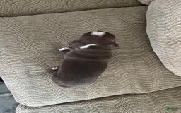 Boston Terrier dogs for sale: Theo - Image 4