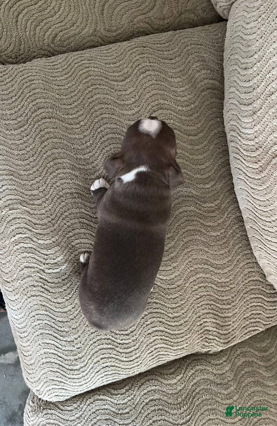 Boston Terrier dogs for sale: Theo - Image 4