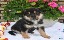 German Shepherd dogs for sale: Bear - Image 5