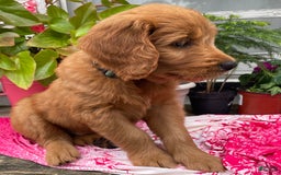 Goldendoodle dogs for sale: Andy - Image 12
