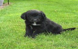 Australian Shepherd dogs for sale: Bella - Image 11