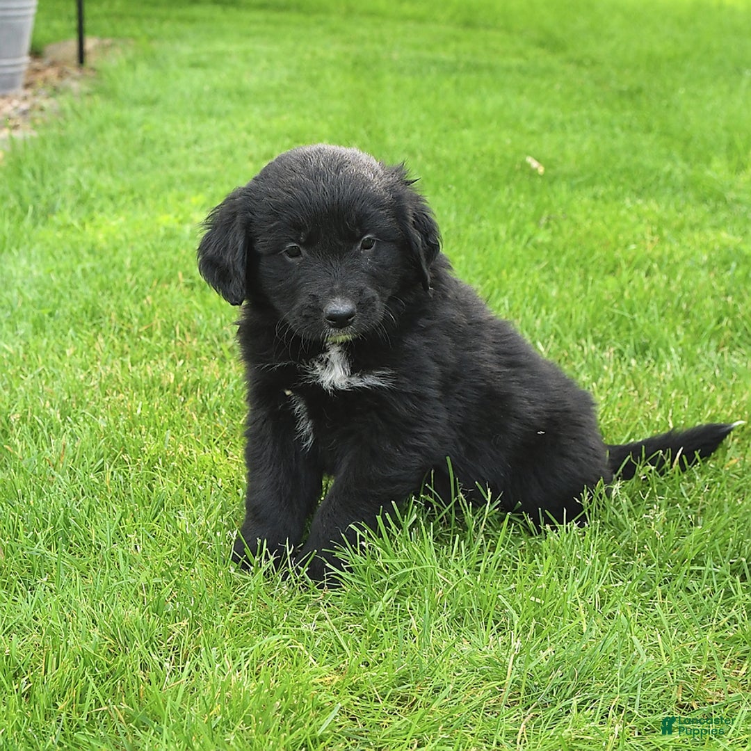 Australian Shepherd dogs for sale: Bella - Image 11