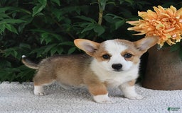 Welsh Corgi Pembroke dogs for sale: Rose - Image 13