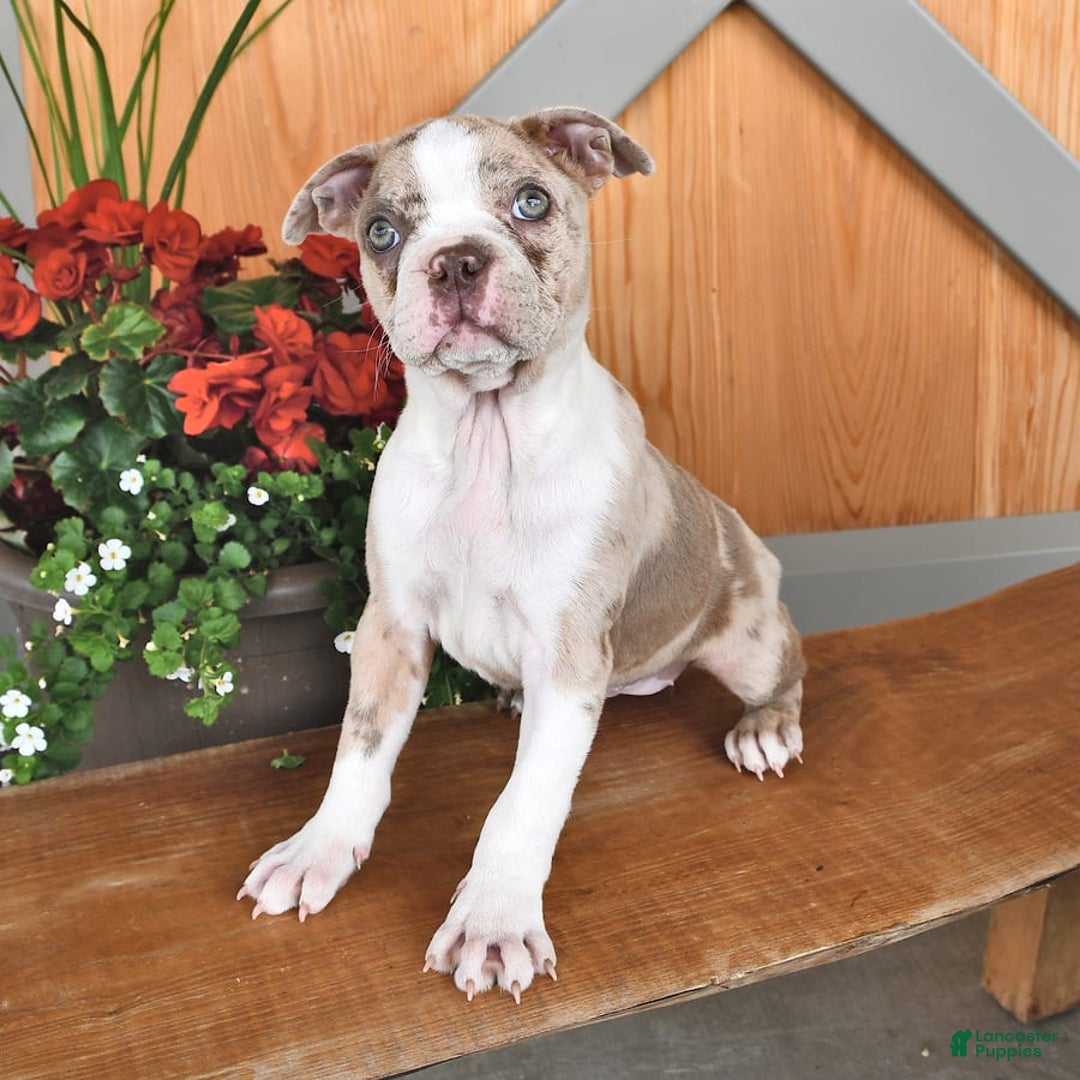 Boston Terrier dogs for sale: Laura - Image 6