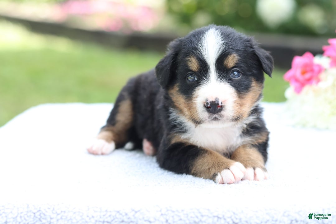 Bernese Mountain Dog dogs for sale: Paula AKC - Image 5