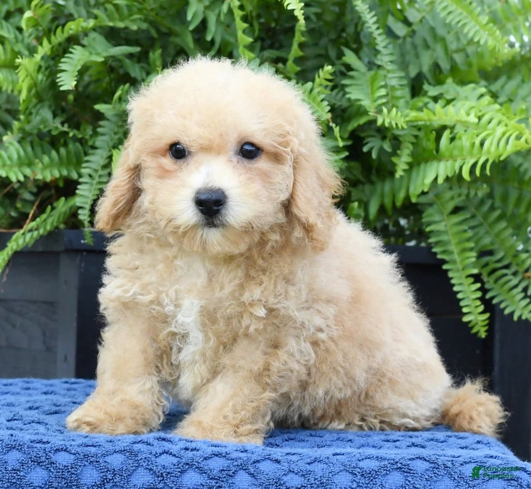 Bichpoo dogs for sale: Doogie - Image 2