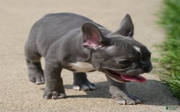 French Bulldog dogs for sale: Abby - Image 5