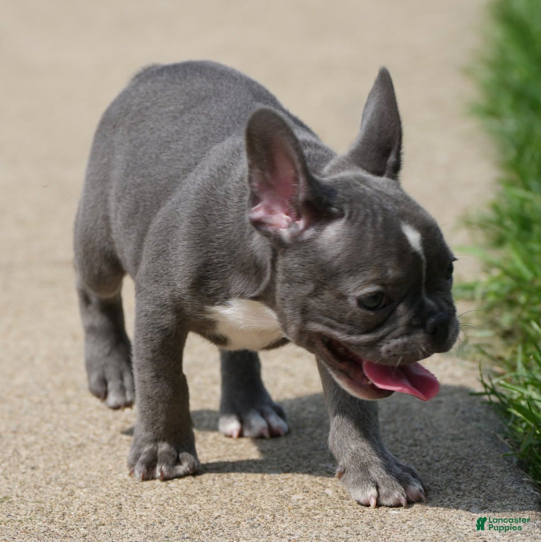 French Bulldog dogs for sale: Abby - Image 5
