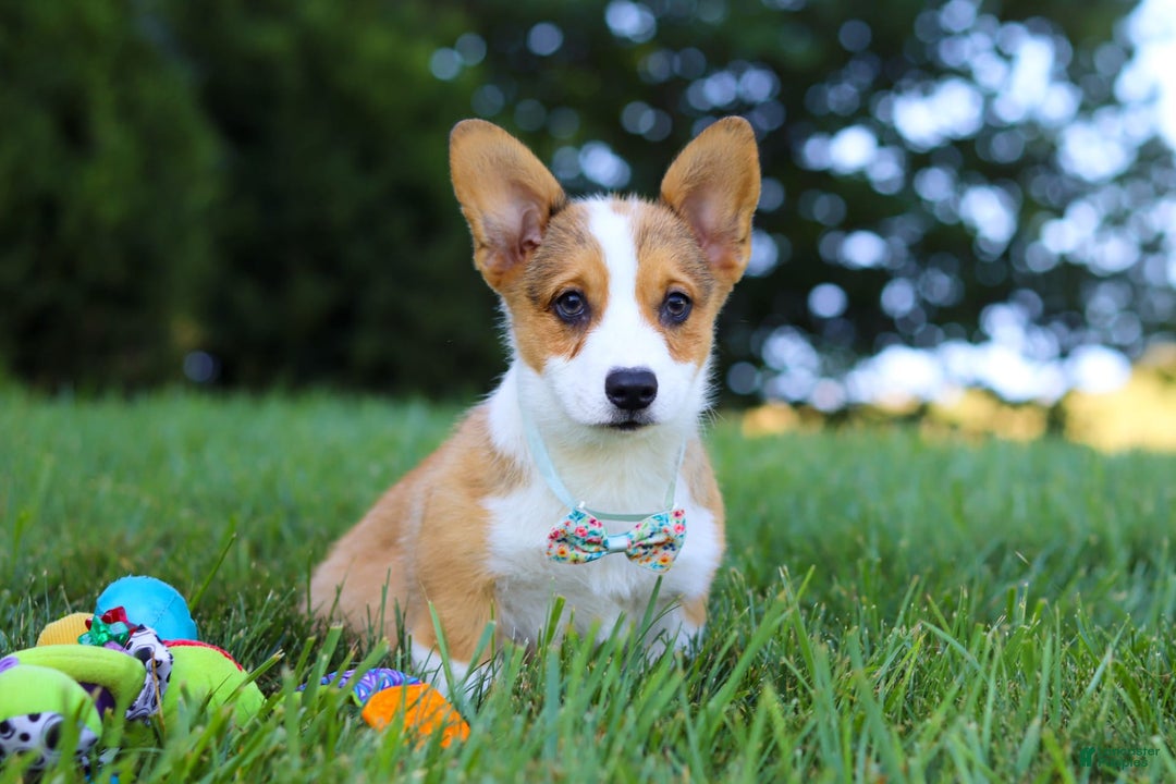 Welsh Corgi Pembroke dogs for sale: Bentley - Image 1