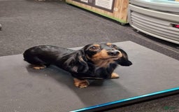 Miniature Dachshund dogs for sale: Princess - Image 6